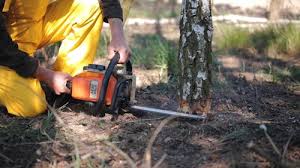 How Our Tree Care Process Works  in  Fort Myers Shores, FL