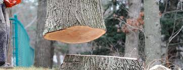 Best Tree Health Inspection  in Fort Myers Shores, FL