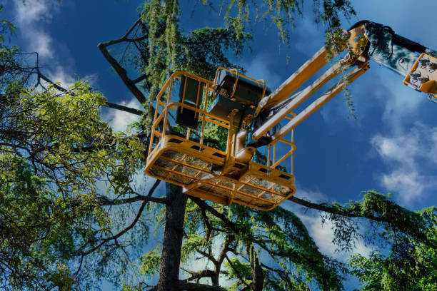 Best Tree Trimming and Pruning  in Fort Myers Shores, FL
