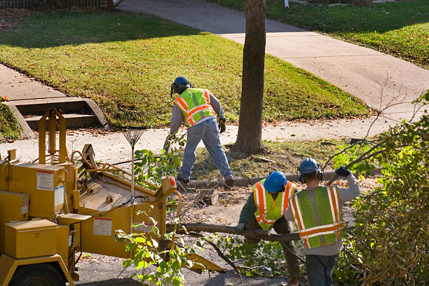 Best Tree Cabling and Bracing  in Fort Myers Shores, FL